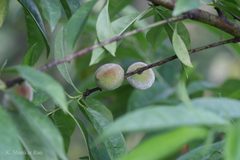 Prunus dulcis